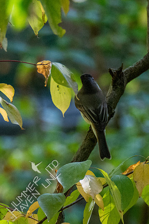 10-13-20 Eastern Phoebe