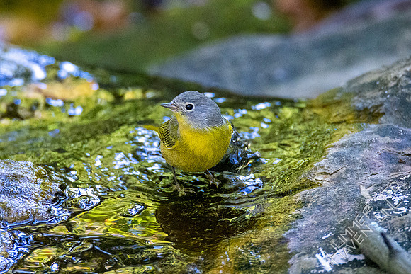 10-13-20 Nashville Warbler