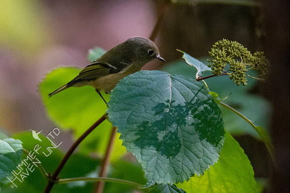 10-13-20 Ruby-crowned Kinglet