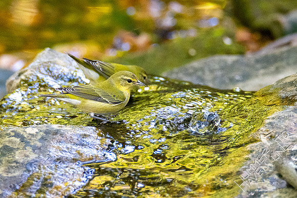 10-13-20 Tennessee Warblers