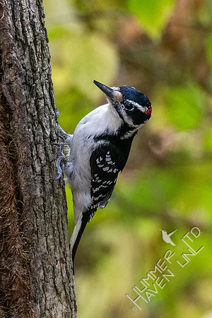 10-13-20 Hairy Woodpecker