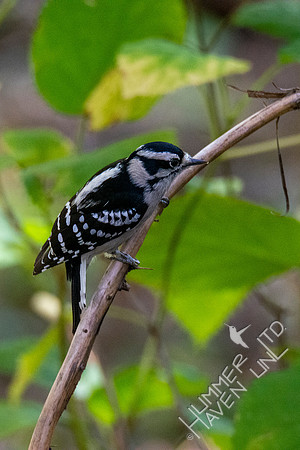 10-13-20 Downy Woodpecker