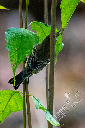 10-13-20 Yellow-rumped  Warbler