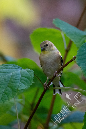 10-13-20 American Goldfinch