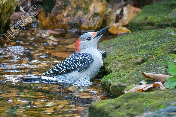 10-14-20 Red-bellied Woodpecker female