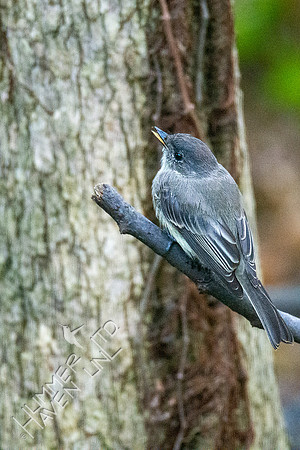 10-14-20 Eastern Phoebe