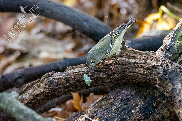 10-14-20 Ruby-crowned Kinglet after moth