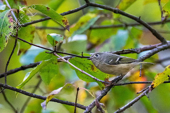 10-14-20 Ruby-crowned Kinglet