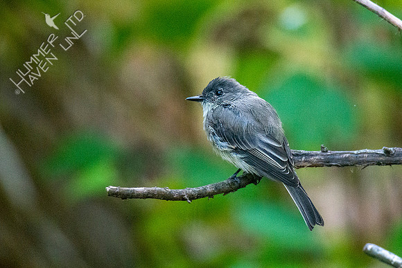 10-14-20 Eastern Phoebe