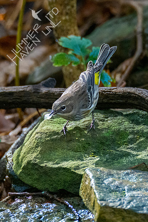10-14-20 Yellow-rumped Warbler with moth