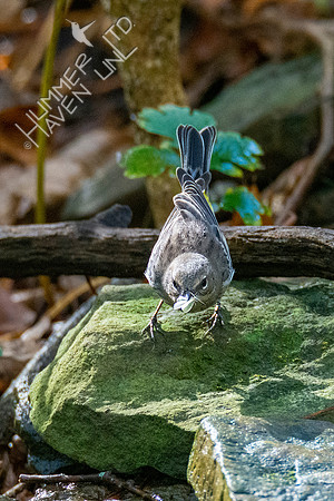 10-14-20 Yellow-rumped Warbler with moth
