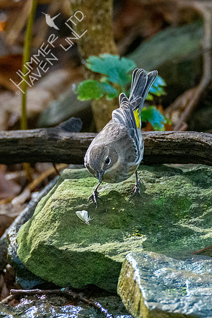 10-14-20 Yellow-rumped Warbler with moth