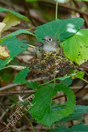 10-14-20 Ruby-crowned Kinglet