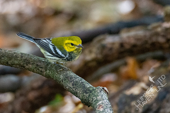 10-14-20 Black-throated Green Warbler