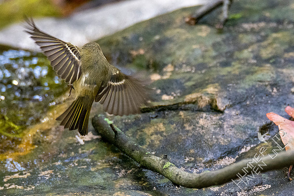 10-14-20 Ruby-crowned Kinglet