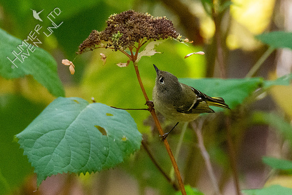 10-14-20 Ruby-crowned Kinglet