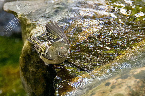 10-14-20 Ruby-crowned Kinglet