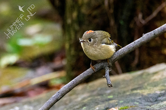 10-14-20 Ruby-crowned Kinglet