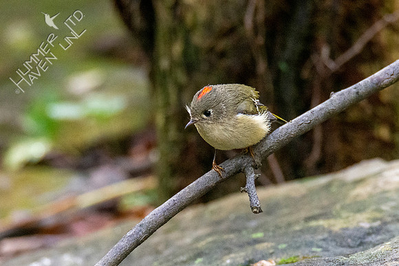 10-14-20 Ruby-crowned Kinglet