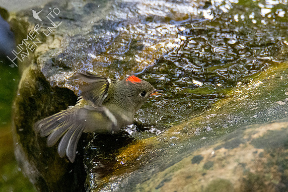 10-14-20 Ruby-crowned Kinglet