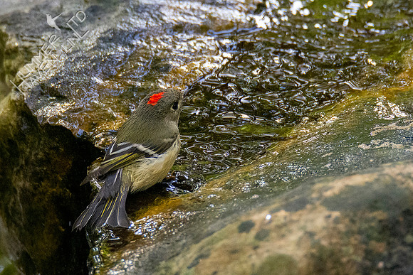 10-14-20 Ruby-crowned Kinglet