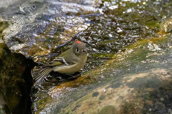 10-14-20 Ruby-crowned Kinglet