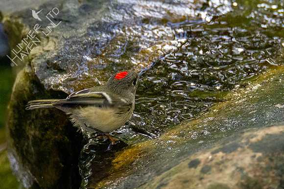 10-14-20 Ruby-crowned Kinglet