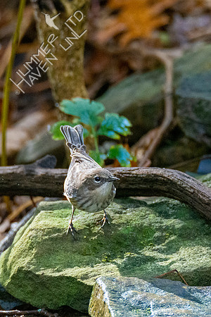 10-14-20 Yellow-rumped Warbler after eating moth