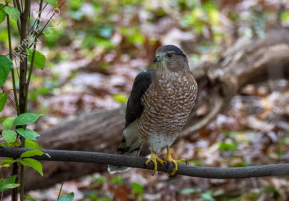 10-15-20 Cooper's Hawk