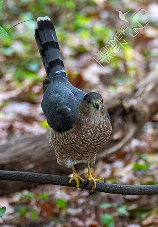 10-15-20 Cooper's Hawk