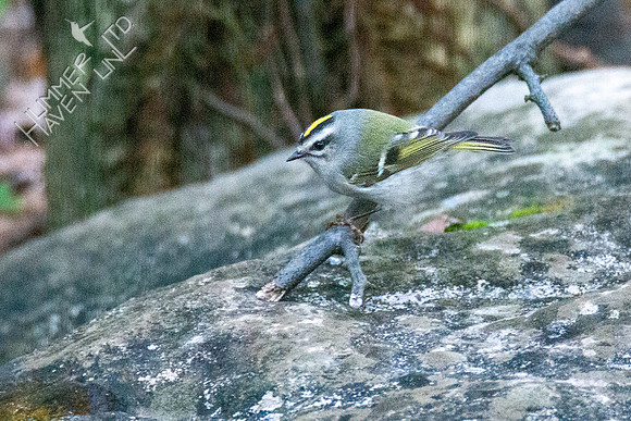 10-15-20 Golden-crowned Kinglet