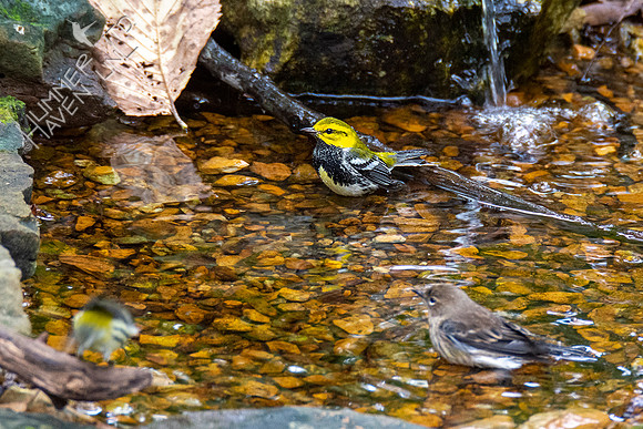 10-15-20 Black-throated Green Warblers and Yellow-rumped Warbler