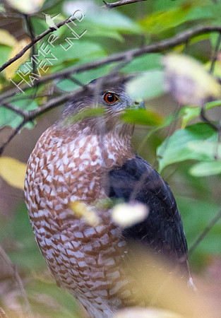 10-15-20 Cooper's Hawk