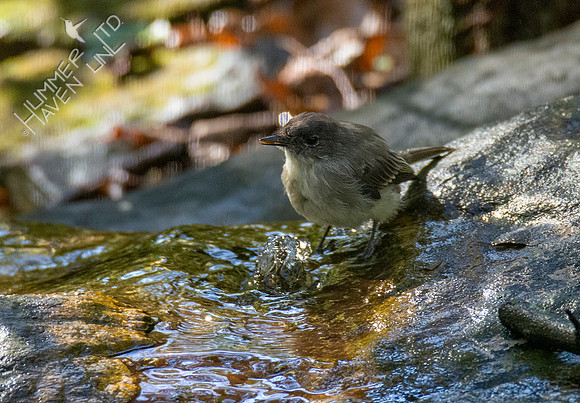 10-16-20 Eastern Phoebe