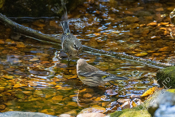 10-16-20 Yellow-rumped Warblers