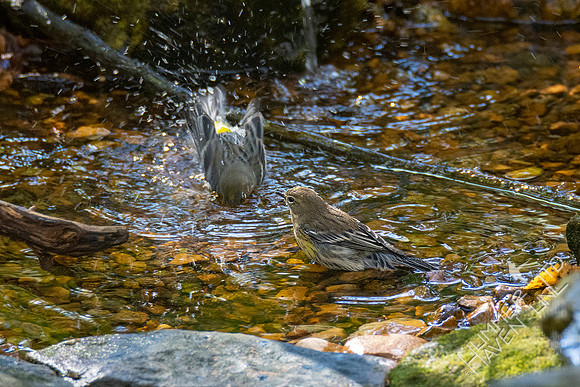 10-16-20 Yellow-rumped Warblers