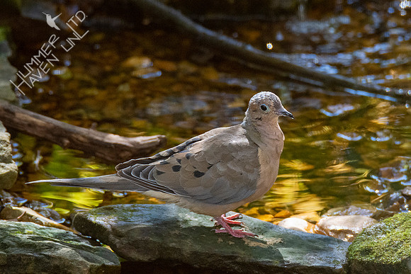 10-16-20 Mourning Dove
