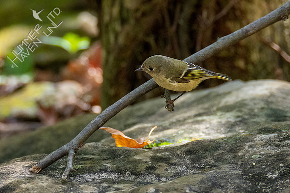 10-16-20 Ruby-crowned Kinglet