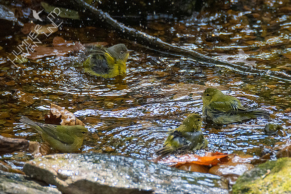 10-17-20 3 Tennessee Warblers and Nashville Warbler