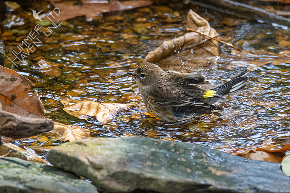 10-17-20 Yellow-rumped Warbler