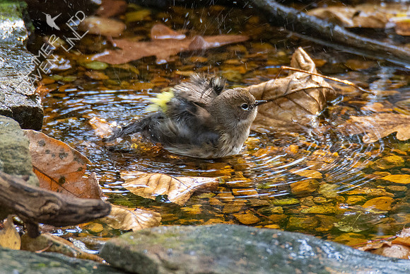 10-17-20 Yellow-rumped Warbler