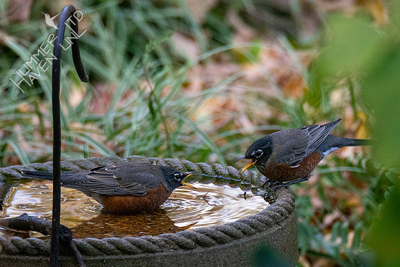 10-17-20 American Robins