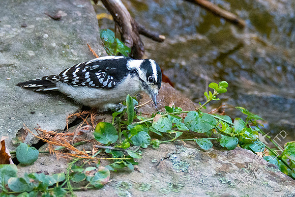 10-17-20 Downy Woodpecker