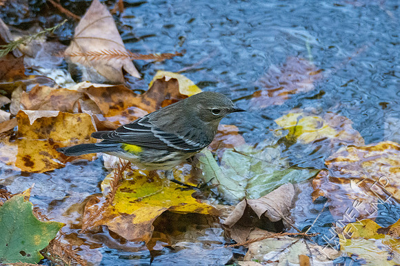 10-17-20 Yellow-rumped Warbler