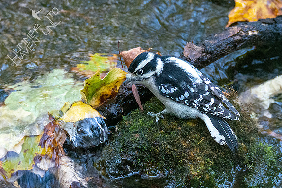 10-17-20 Downy Woodpecker