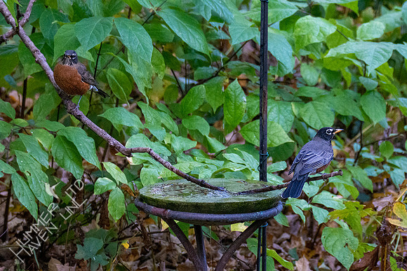 10-17-20 American Robins
