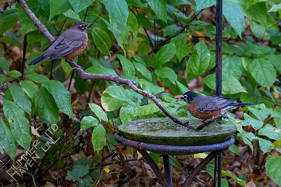 10-17-20 American Robins