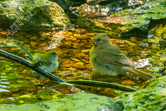 8-21-22 Chestnut-sided Warbler first fall female and Northern Cardinal