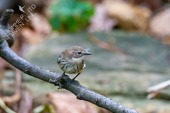 10-18-20 Yellow-rumped Warbler