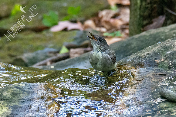 10--18-20 Eastern Phoebe